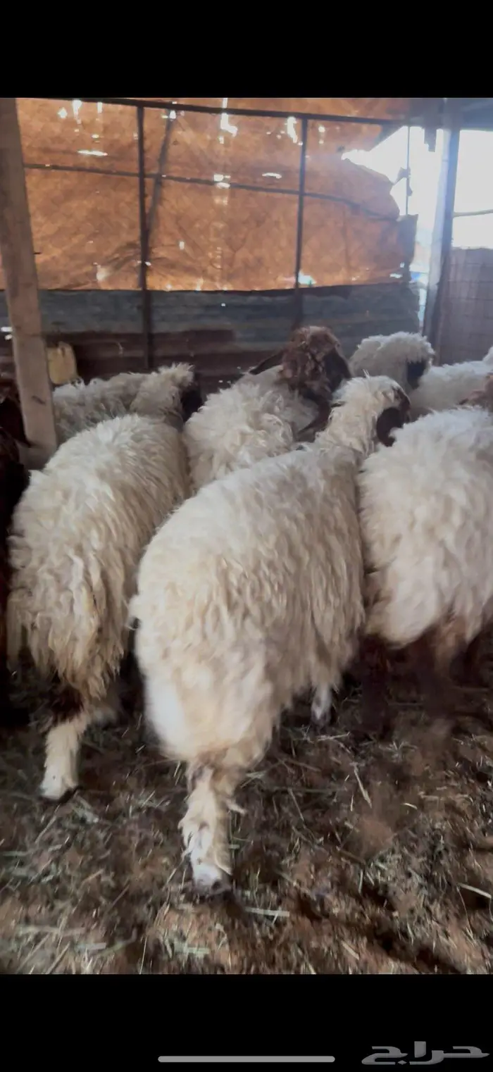 رخال نعيم مقاني او ذبح 0