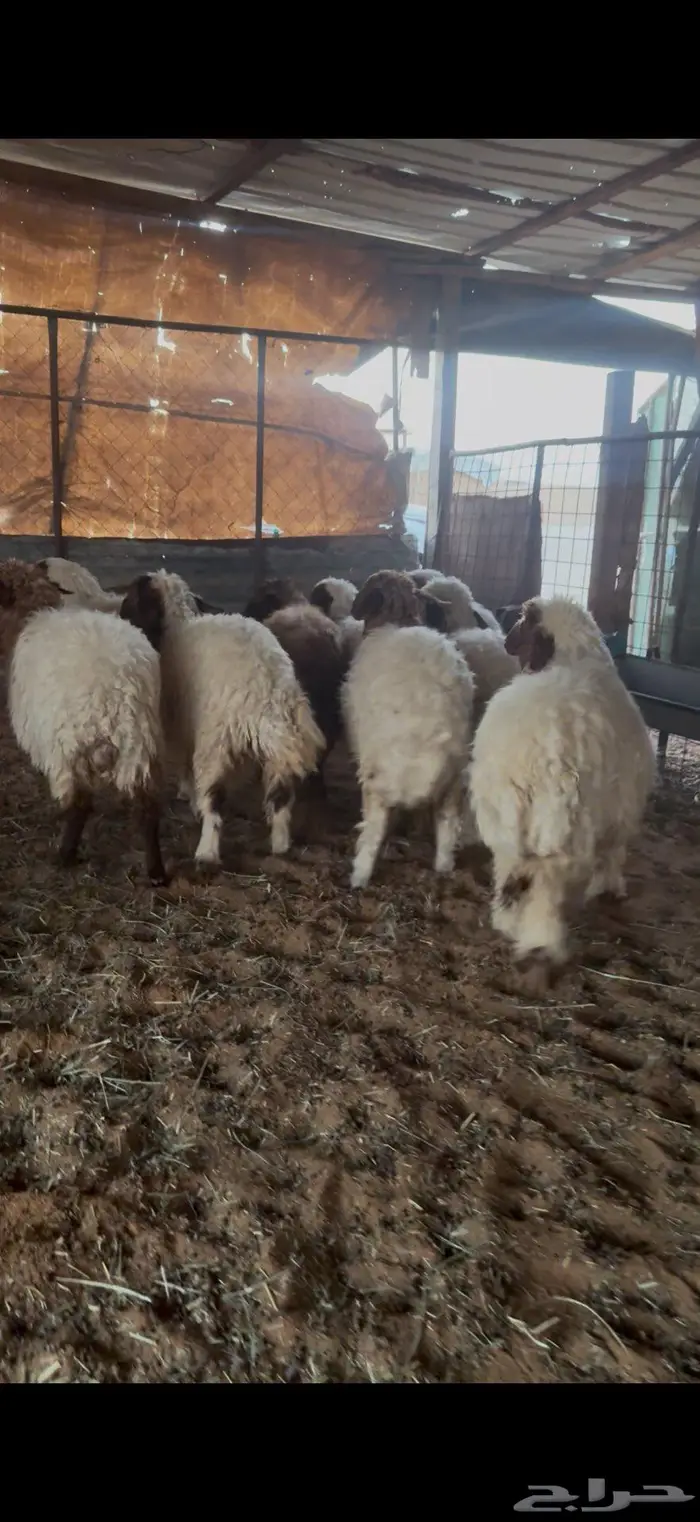 رخال نعيم مقاني او ذبح 2