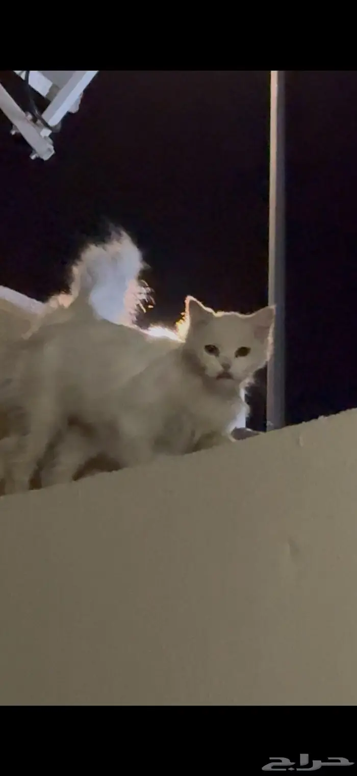 قط ضائع او مرمي 1