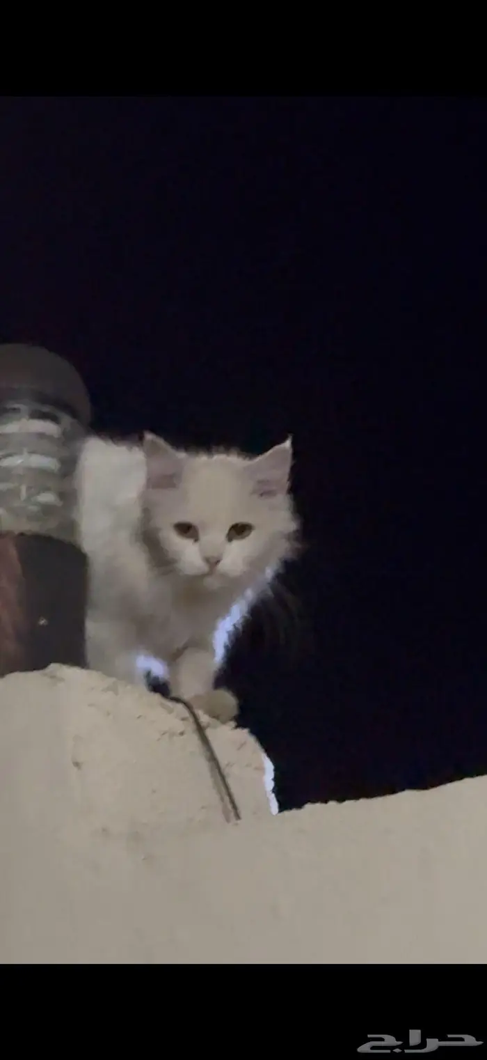 قط ضائع او مرمي 0