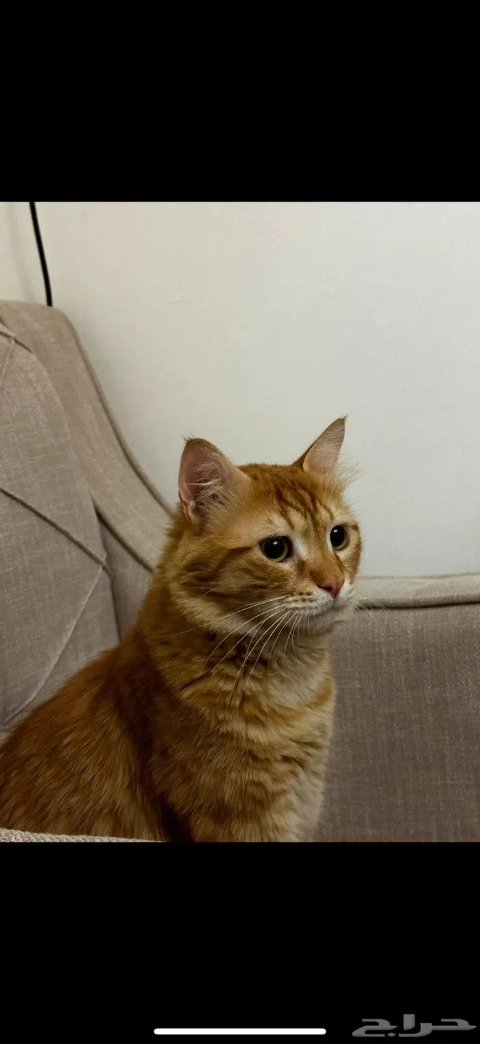 قط ضائع في تبوك البوادي 2