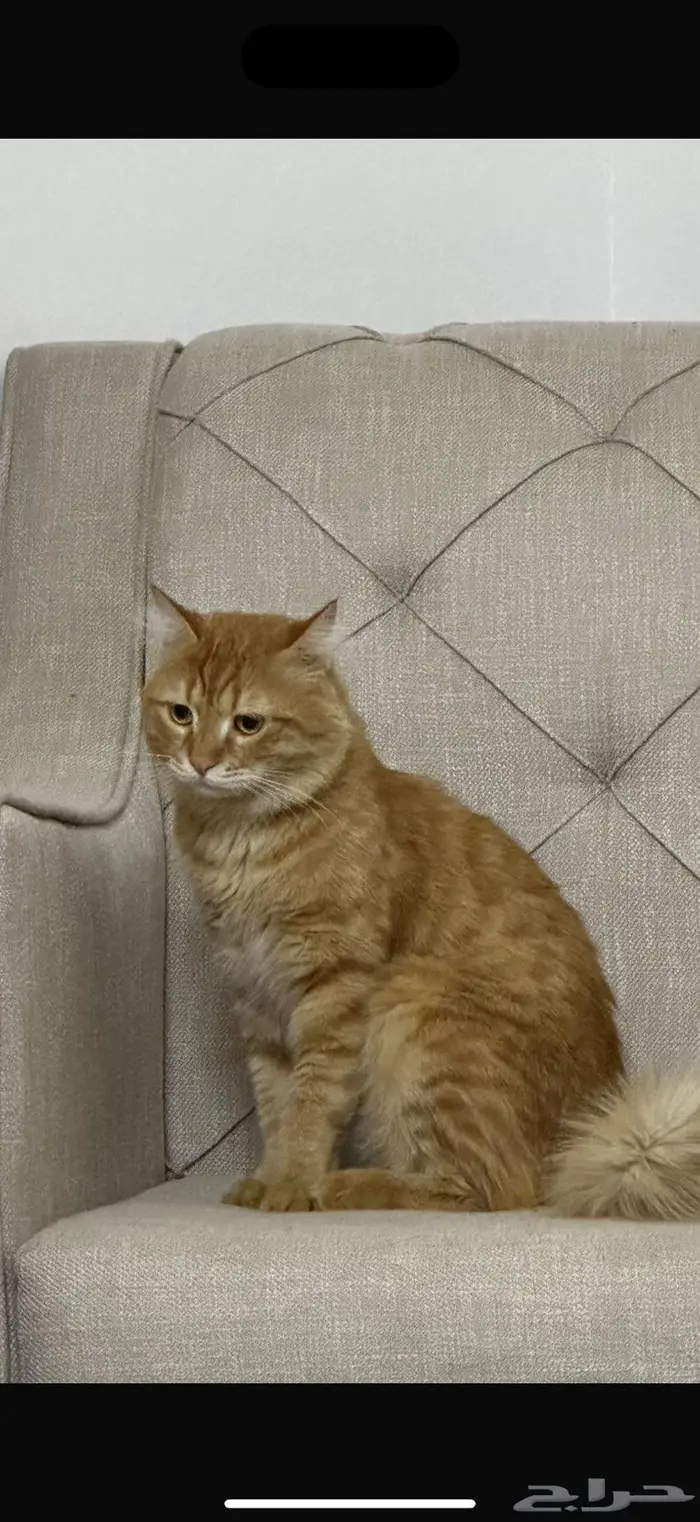 قط ضائع في تبوك البوادي 3