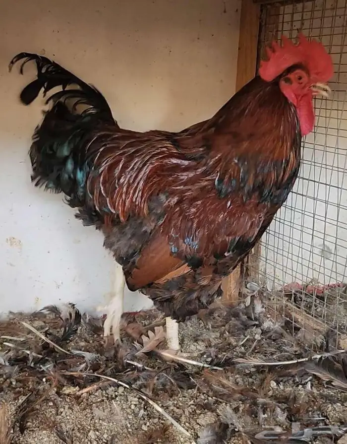 ديوك فرنسي منتجه 2