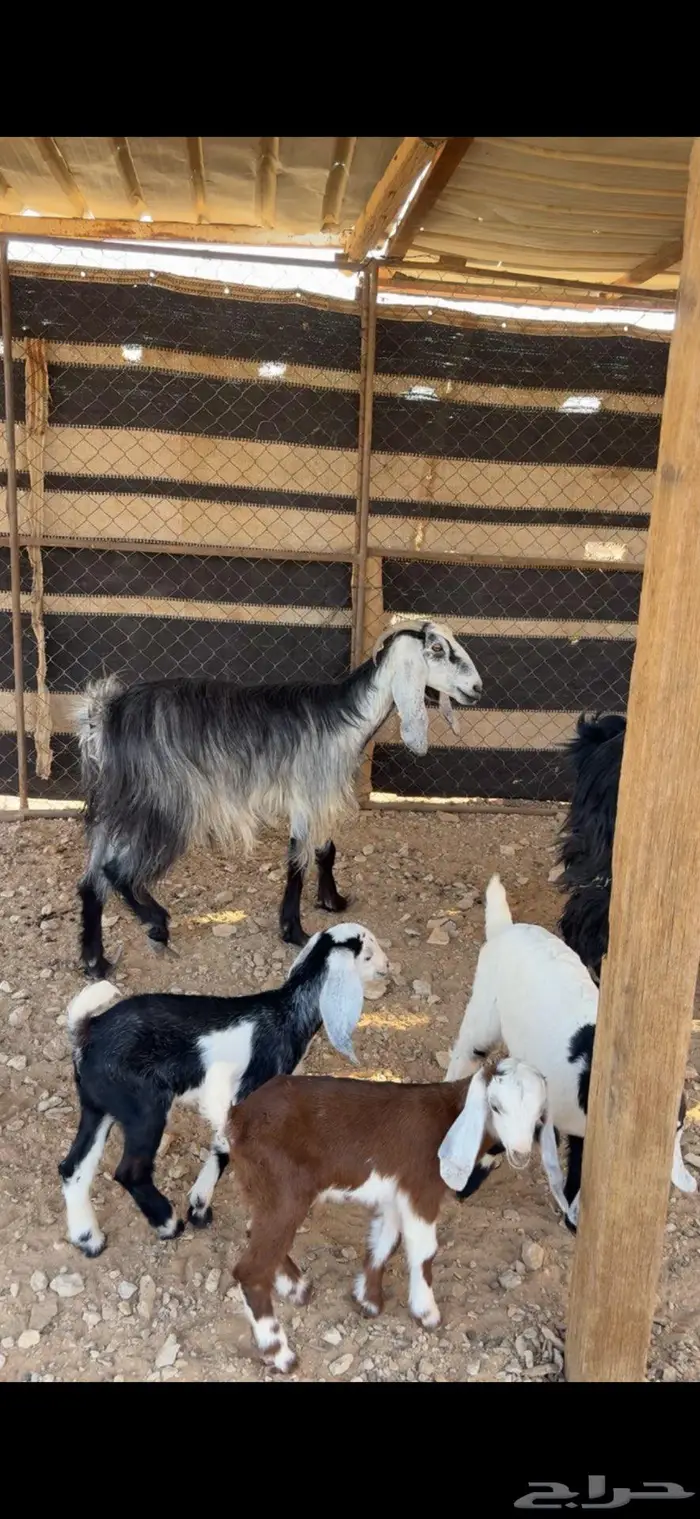 متابيع 2 تحتها 4 0