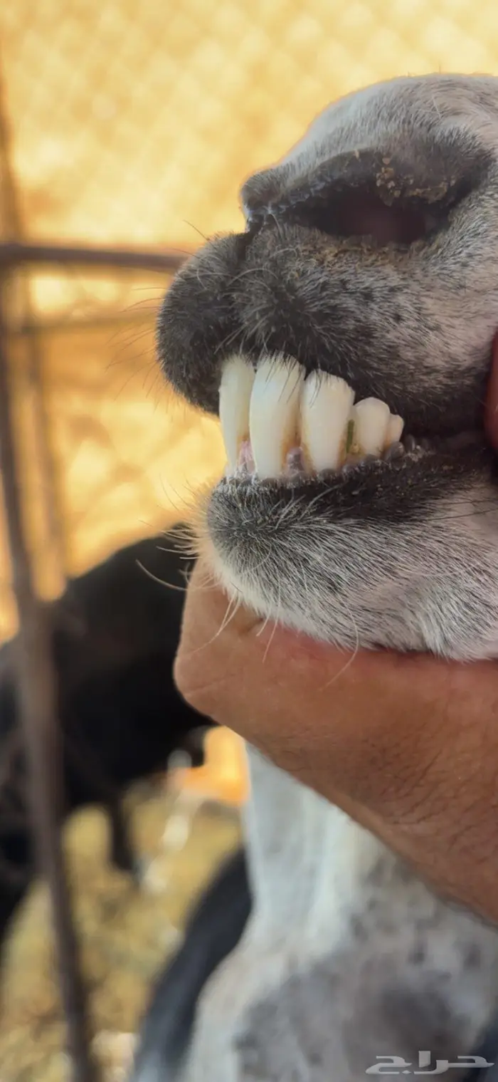 متابيع 2 تحتها 4 2