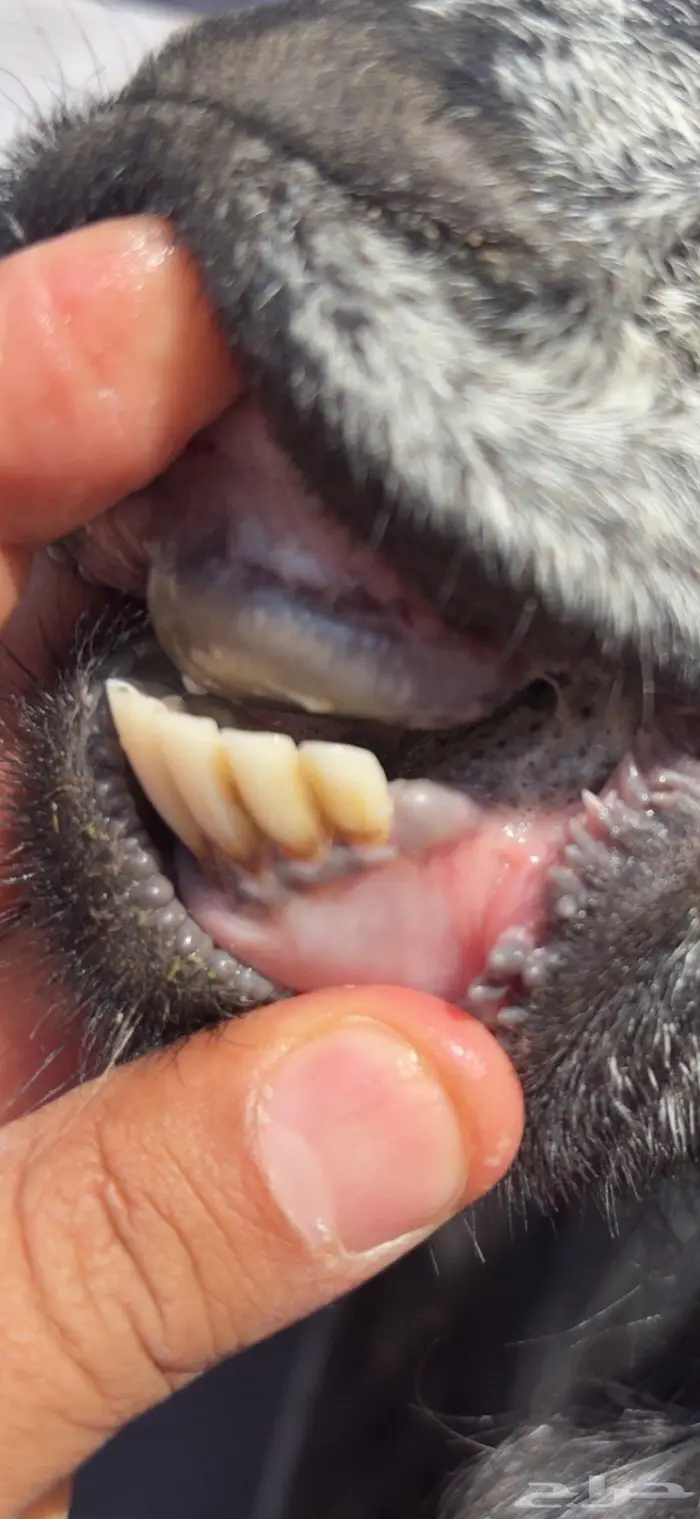 متابيع 2 تحتها 4 3