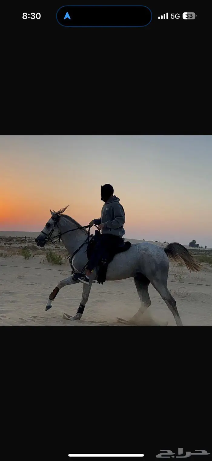 دورة تعلم ركوب الخيل سعر خاص للمجموعات 0