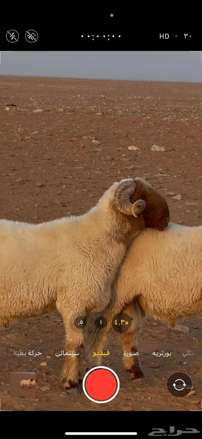 فحول نعيم ثنيان 1