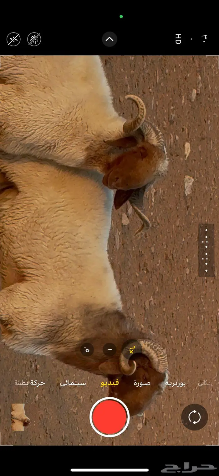 فحول نعيم ثنيان 2