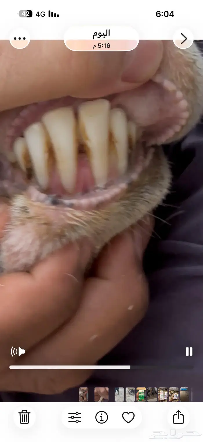 شاة ساكنية معه رخل وخاروف 1