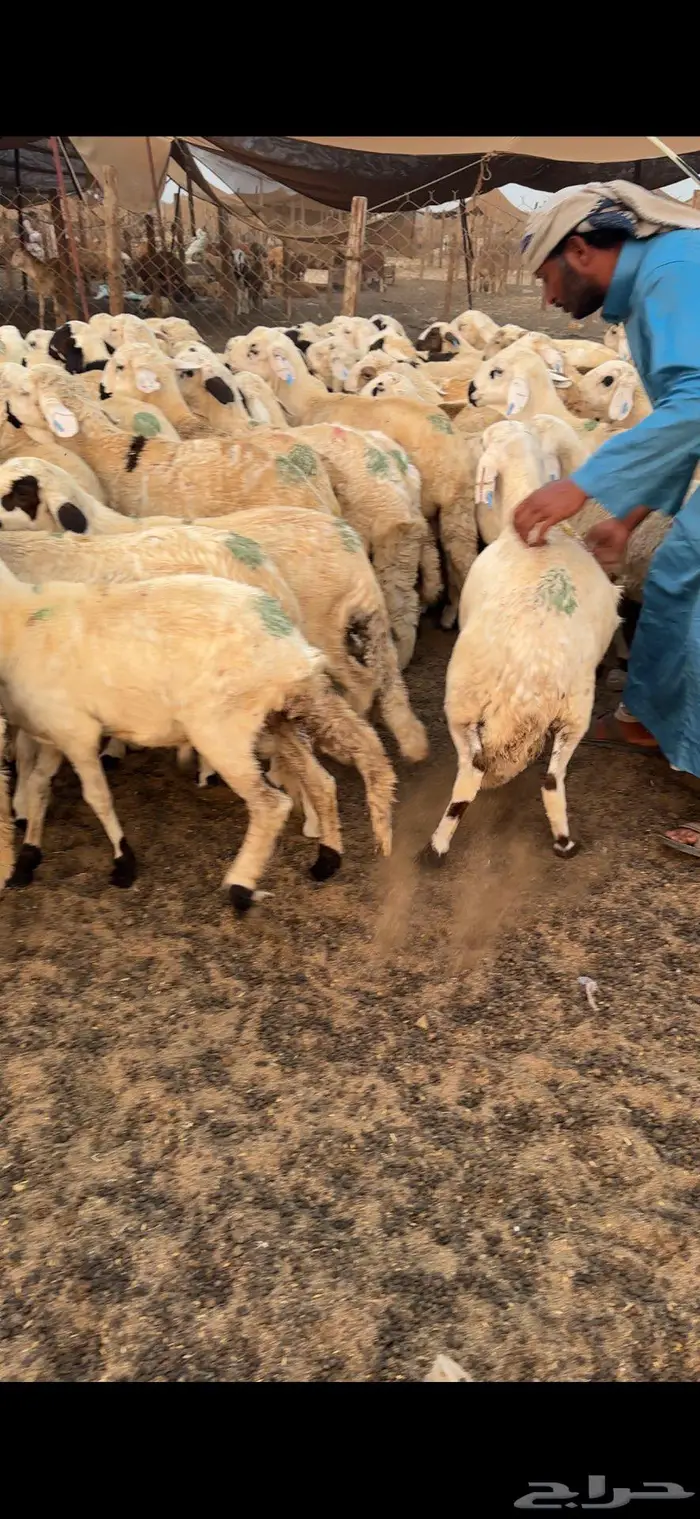 طليان سواكني العدد 40 والسعر 890 جملة فقط 2