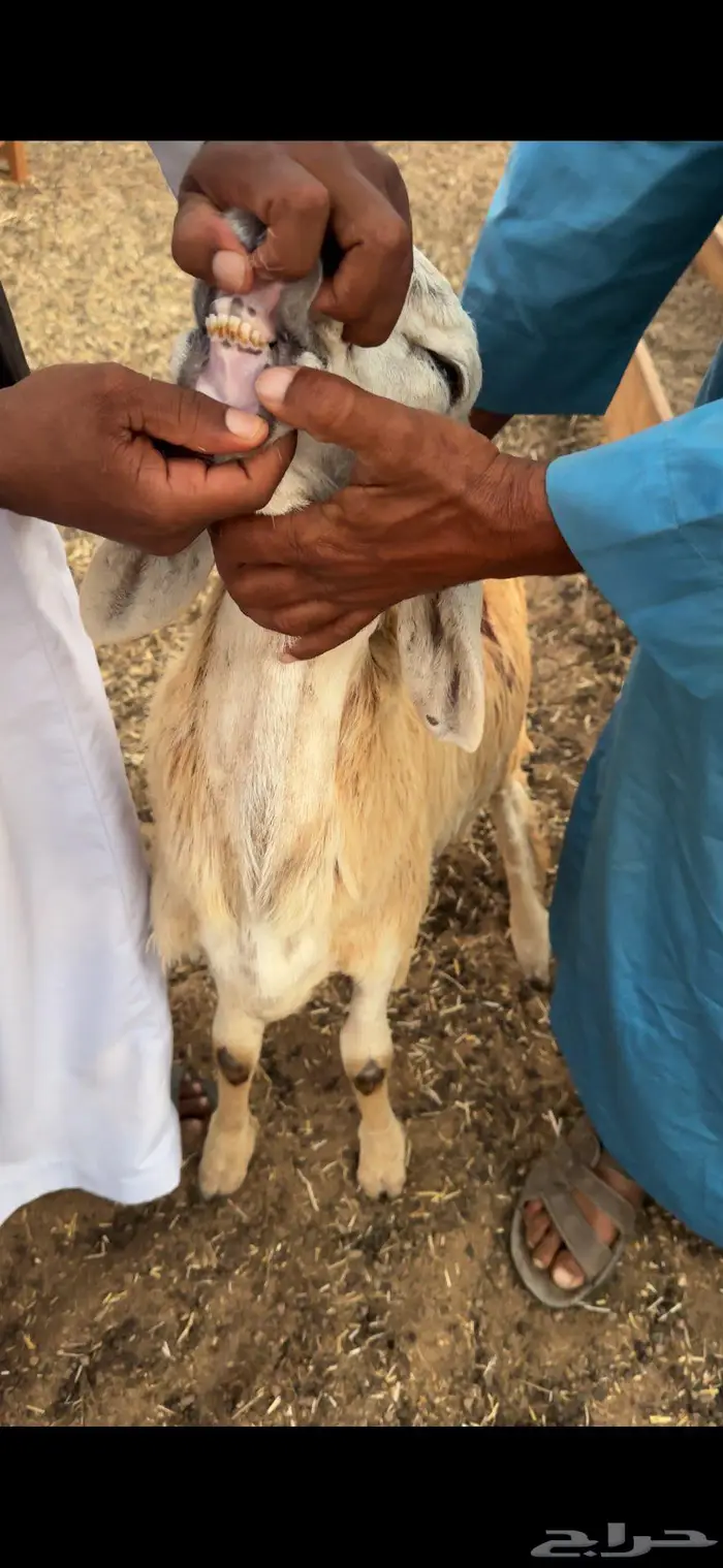 طليان سواكني العدد 40 والسعر 890 جملة فقط 6