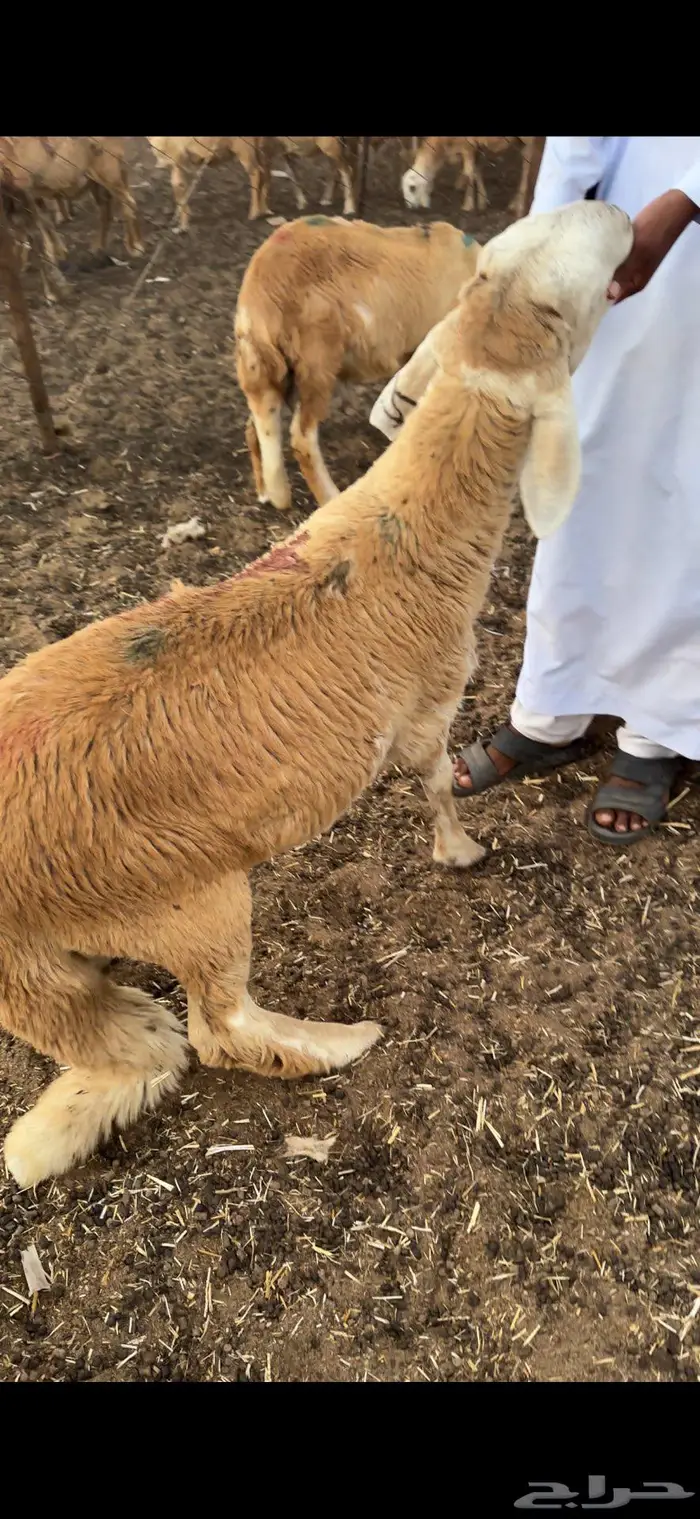 طليان سواكني العدد 40 والسعر 890 جملة فقط 0