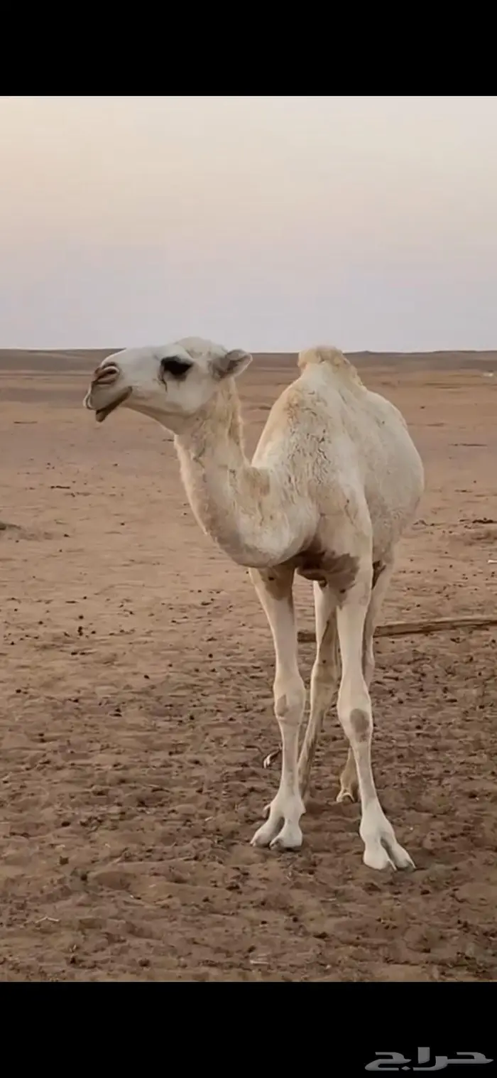 مفروده وضحا باتليه 1