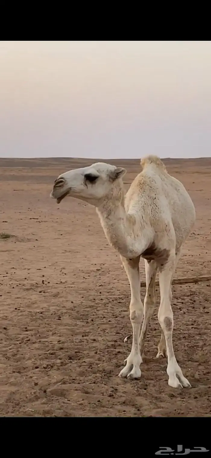 مفروده وضحا باتليه 0