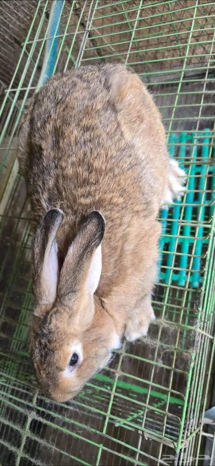 ارانب ذكر شنشيلا 2