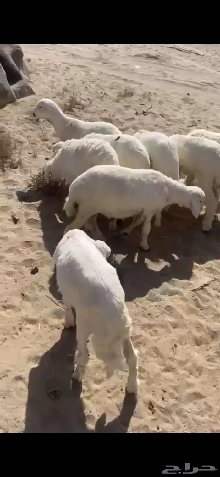 11 طلي للبيع من 1030 2