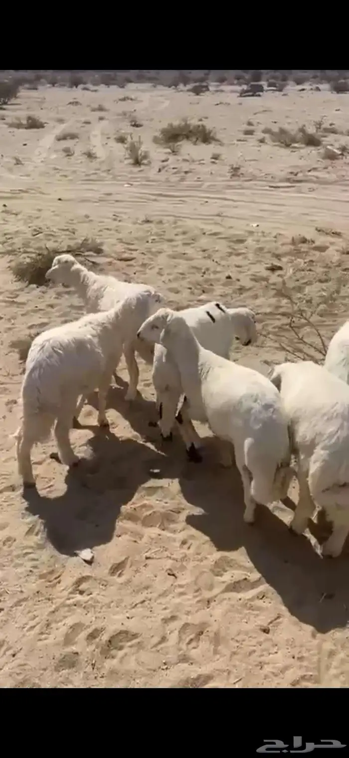 11 طلي للبيع من 1030 0