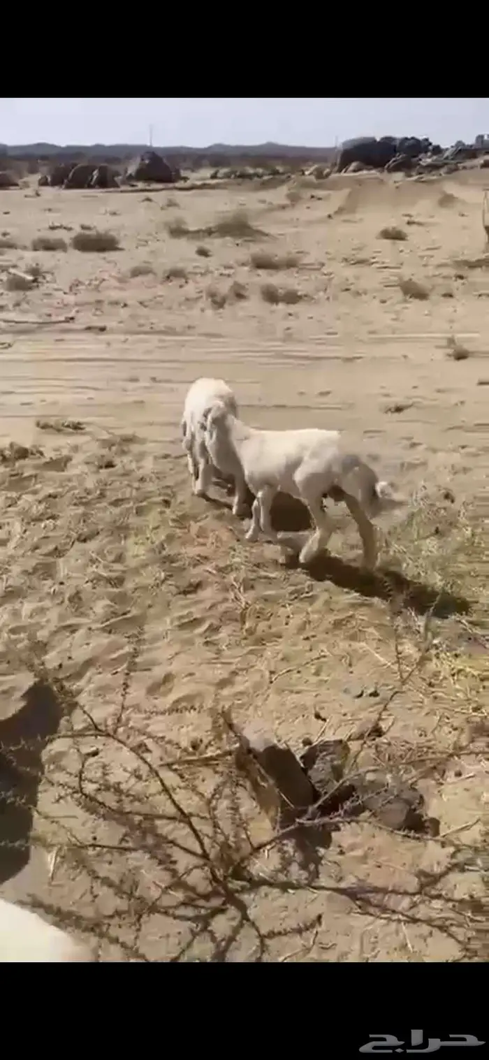 11 طلي للبيع من 1030 1