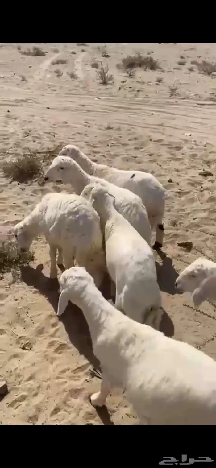 11 طلي للبيع من 1030 3