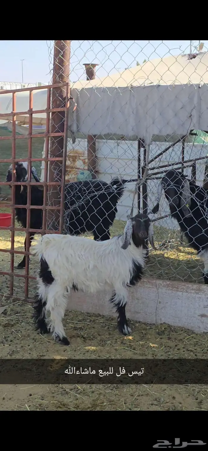 تيس فل ماشاءالله 2