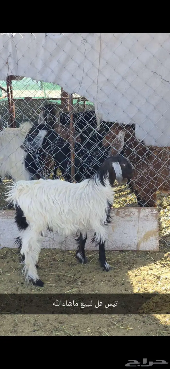 تيس فل ماشاءالله 0