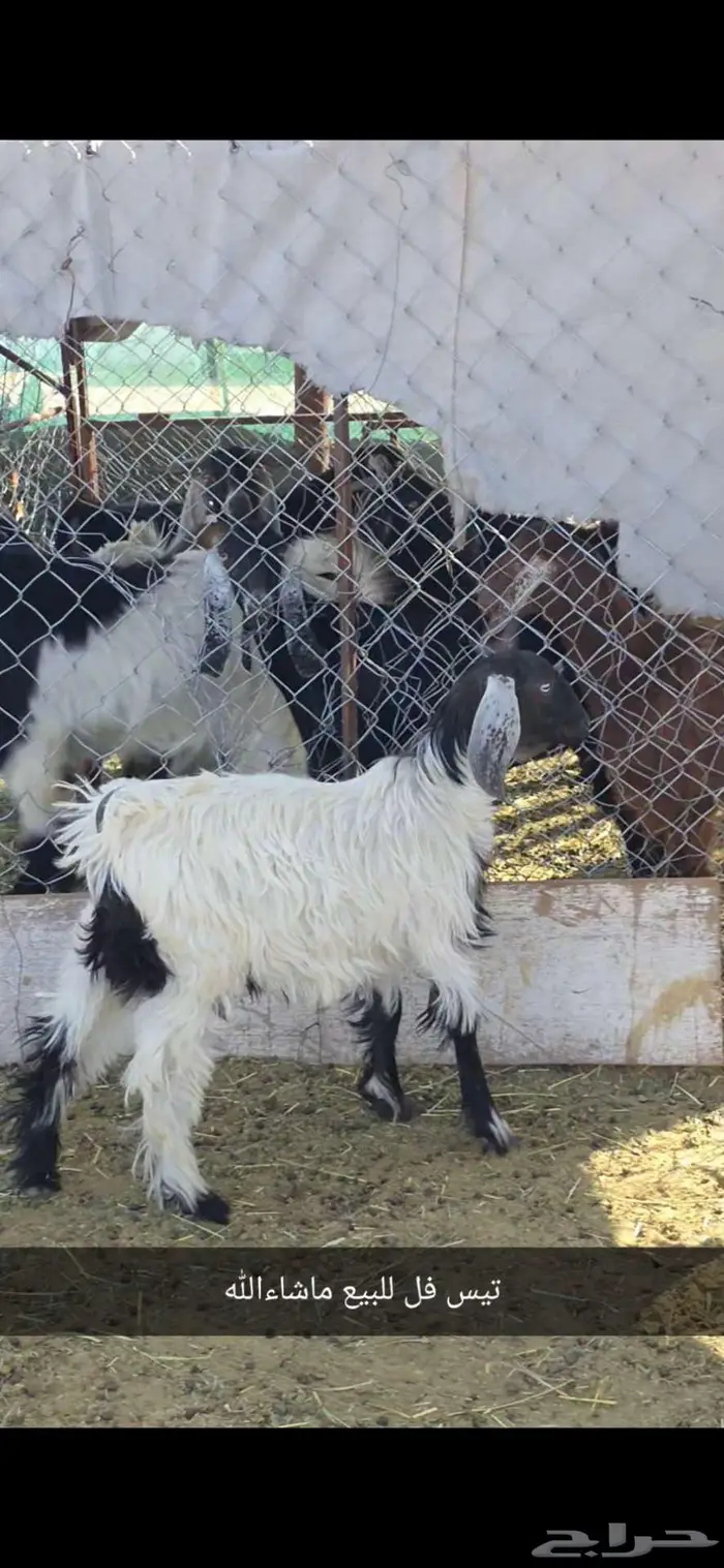 تيس فل ماشاءالله 1