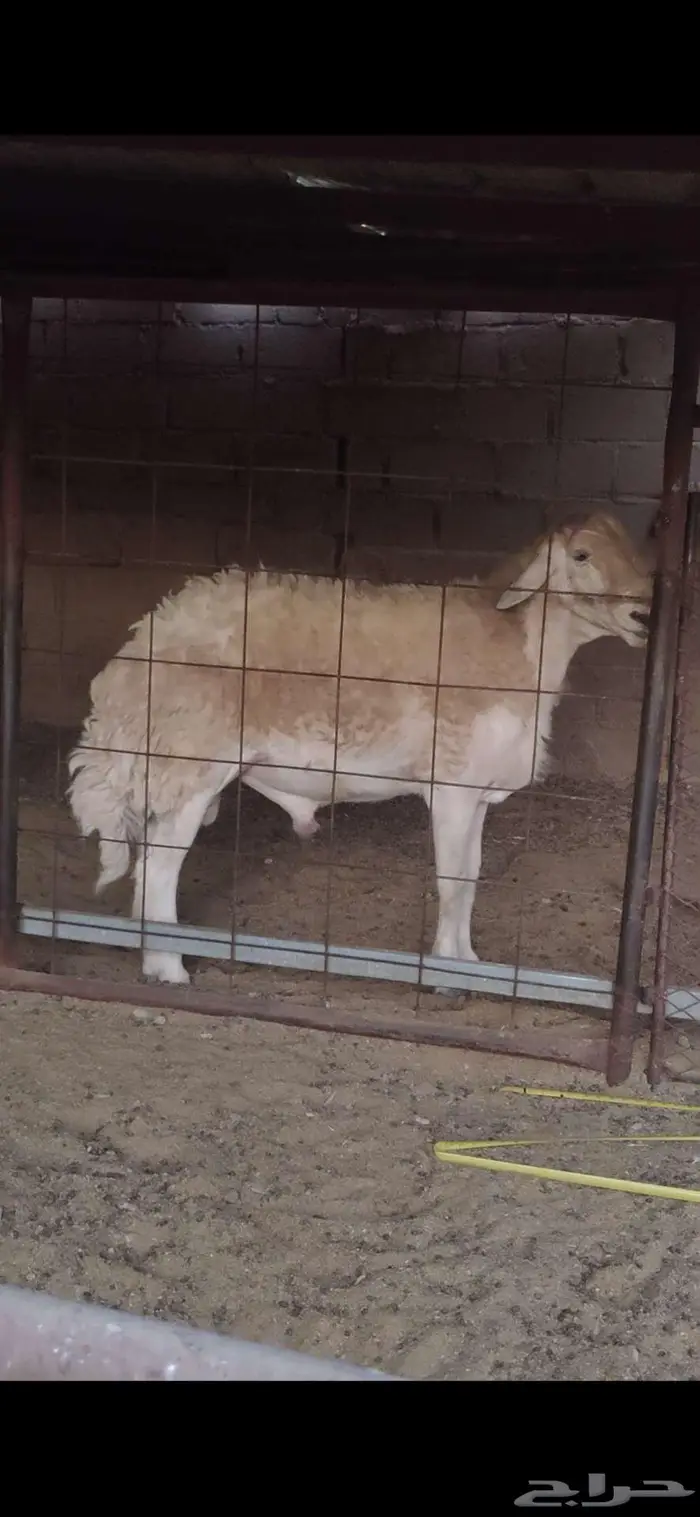 فحل صنف الصنف 0