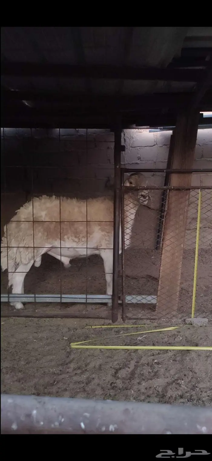 فحل صنف الصنف 1