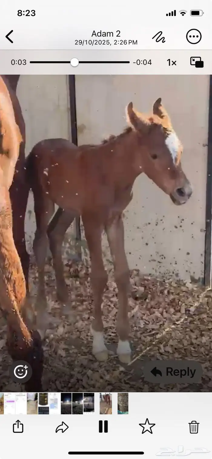 مربط ضابحات مروانيه يقدم فرس مصريه بيور 3