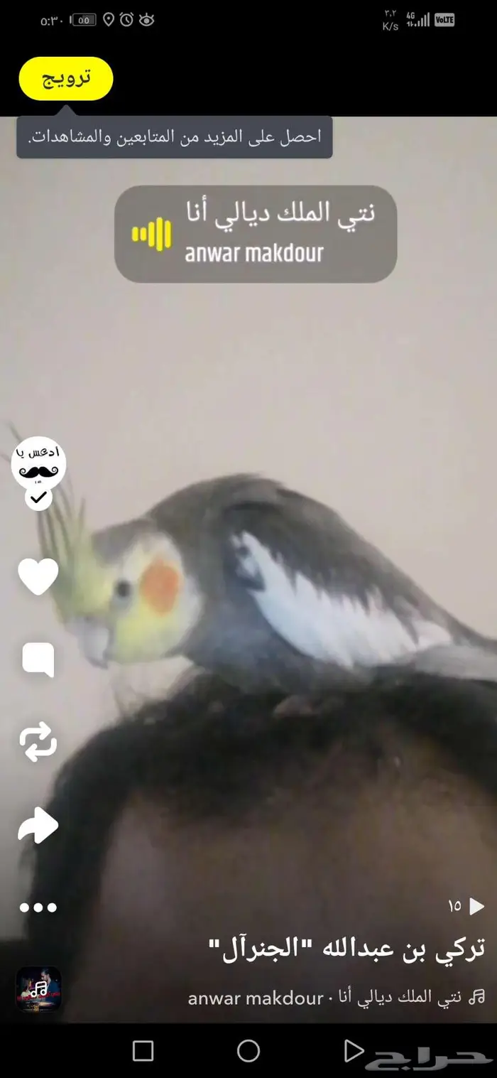 ابغال ببغاء كروان 0