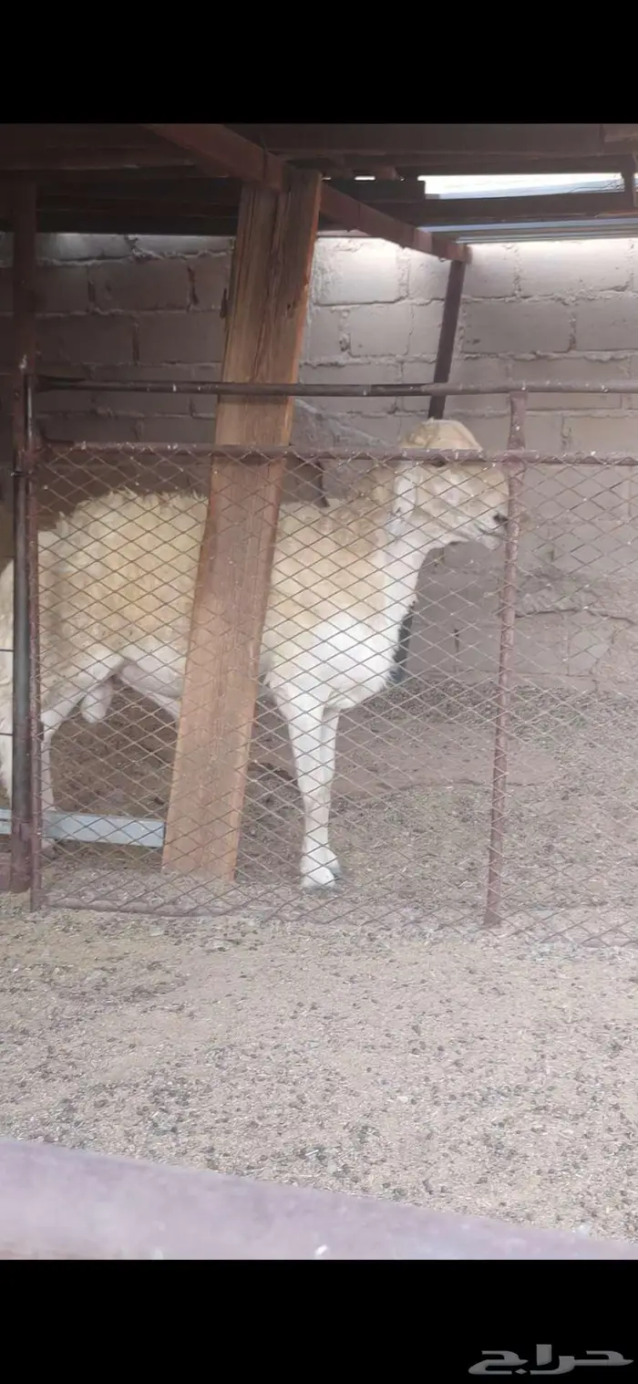 فحل صنف الصنف 2