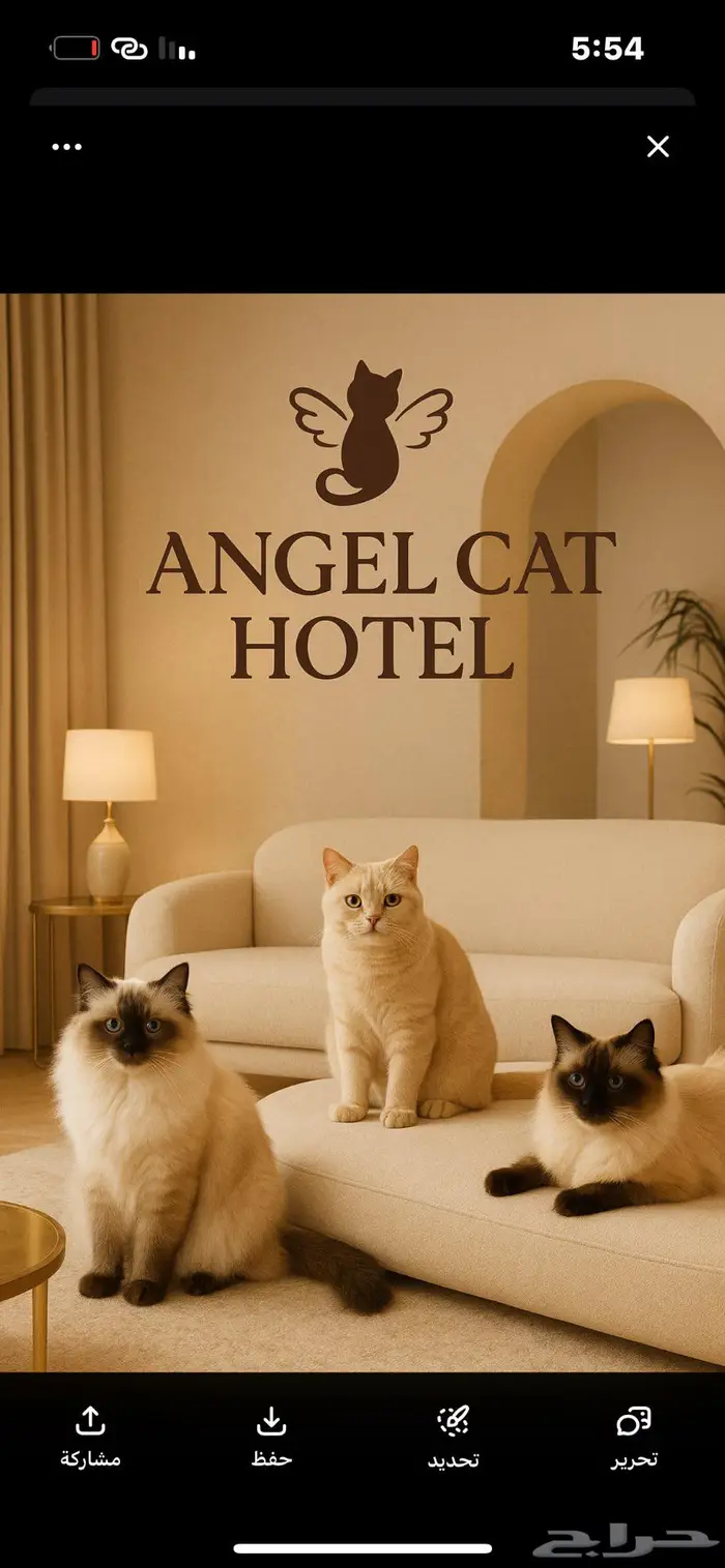 فندقة قطط   جدة 0