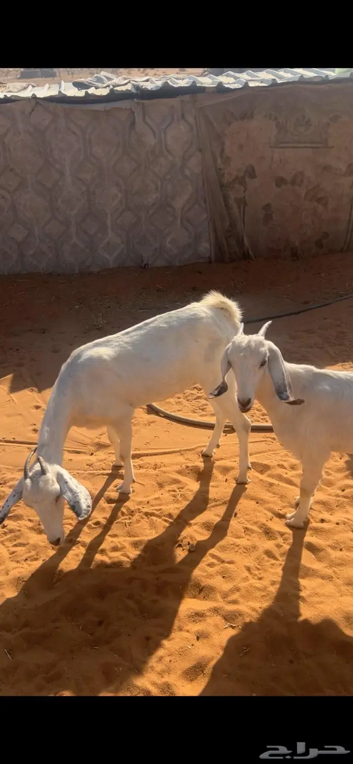 ماعز جنوبيات 0