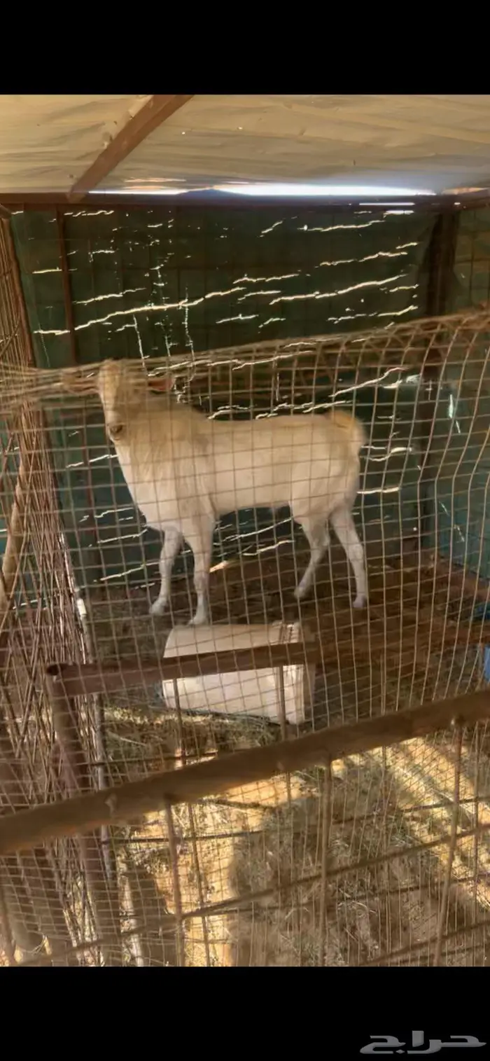 ماعز جنوبيات 3