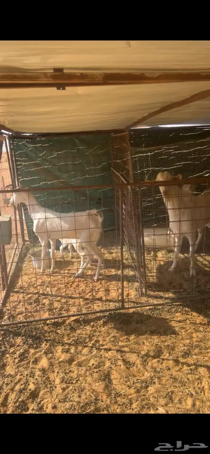 ماعز جنوبيات 2