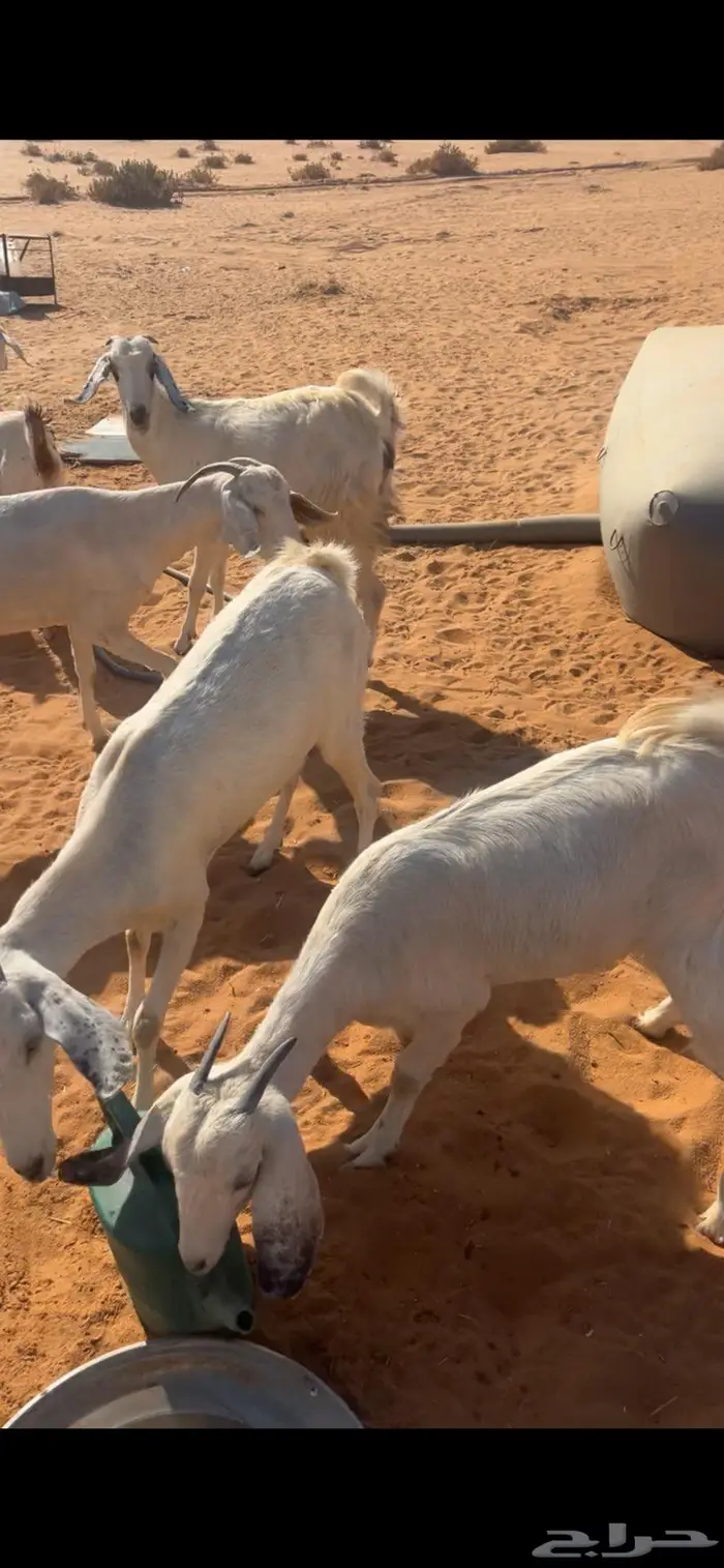 ماعز جنوبيات 5