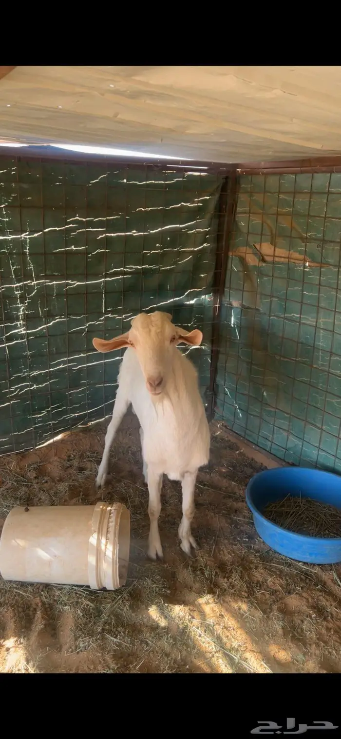 ماعز جنوبيات 4