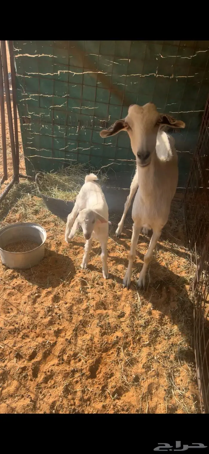 ماعز جنوبيات 6