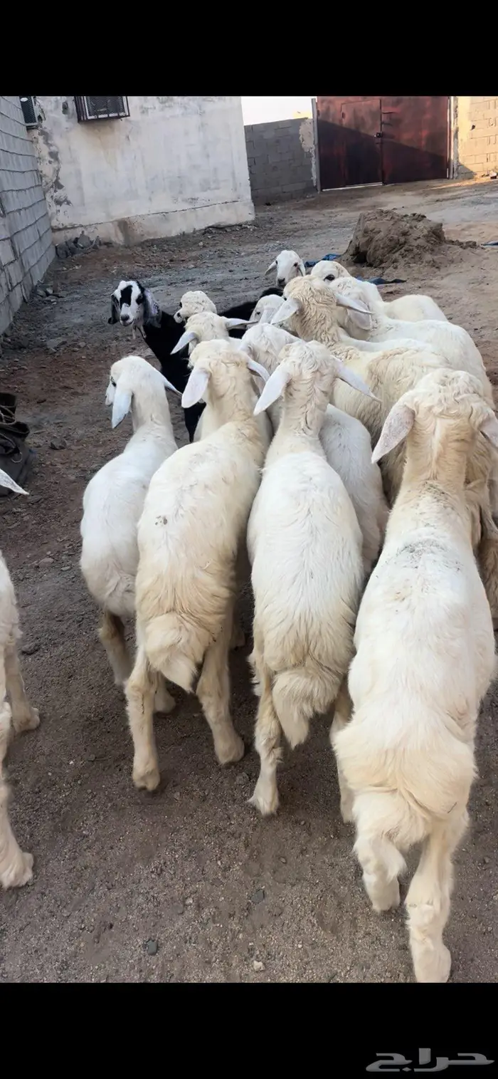 للبيع طليان 3