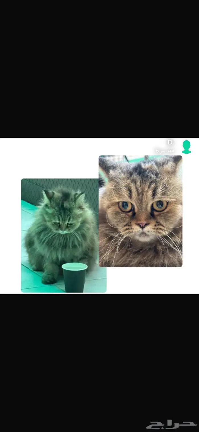 وجدت قط قطة مفقودة في حي الأرهري 0