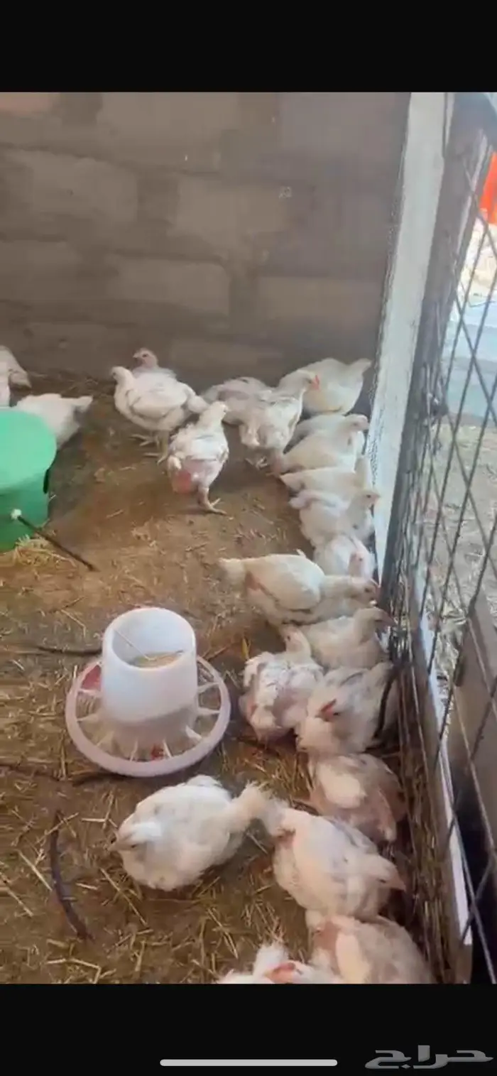 صوص الدجاج اللاحم عمر 28 يوم 0