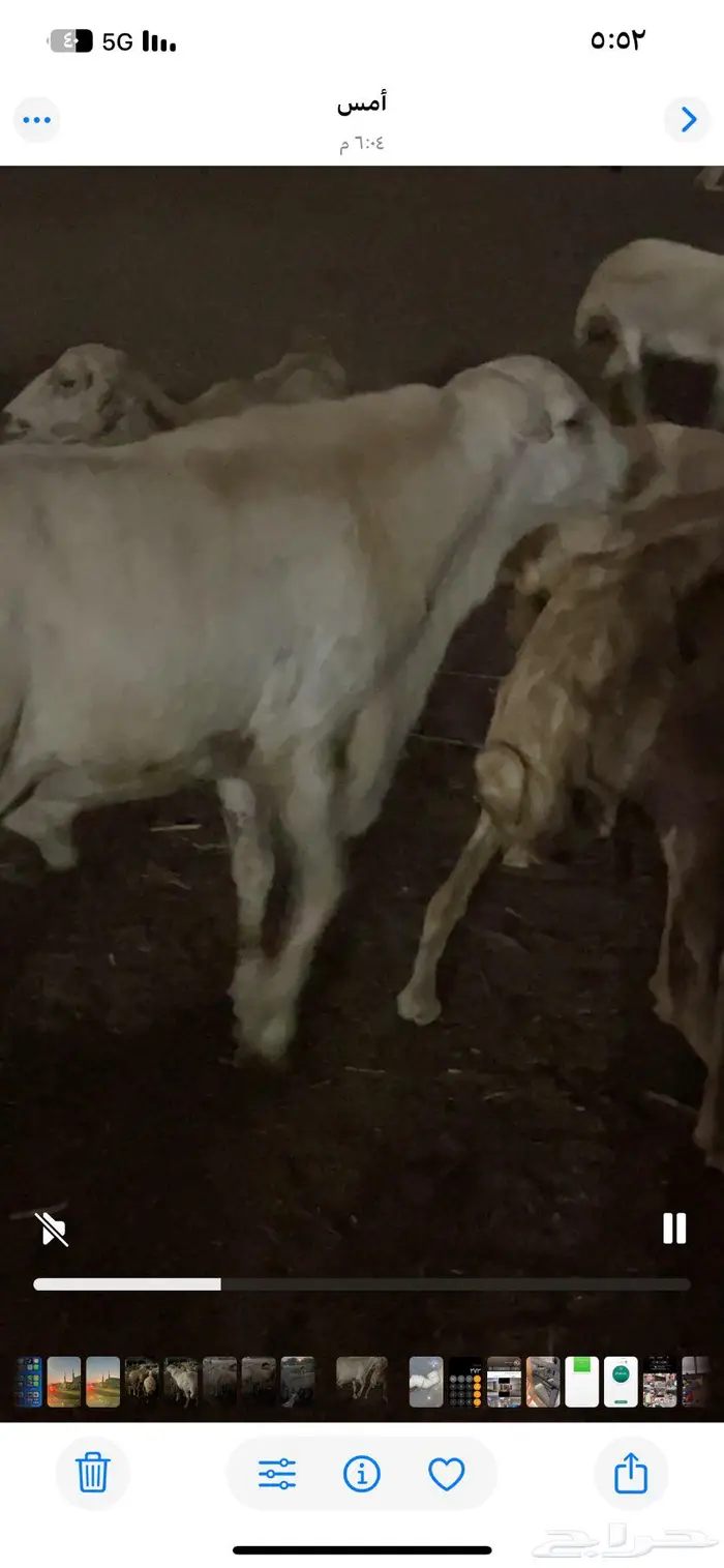 خروف رفيدي 0