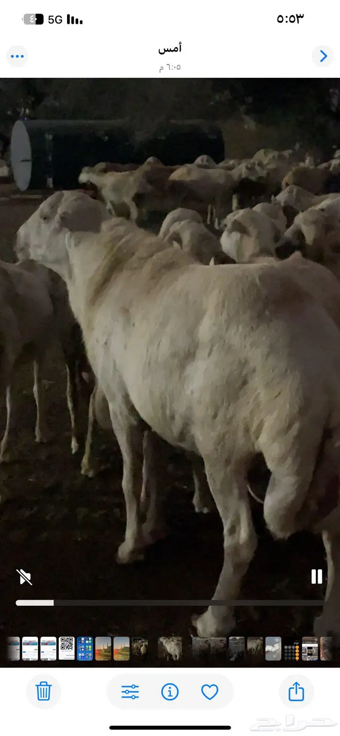 خروف رفيدي 1