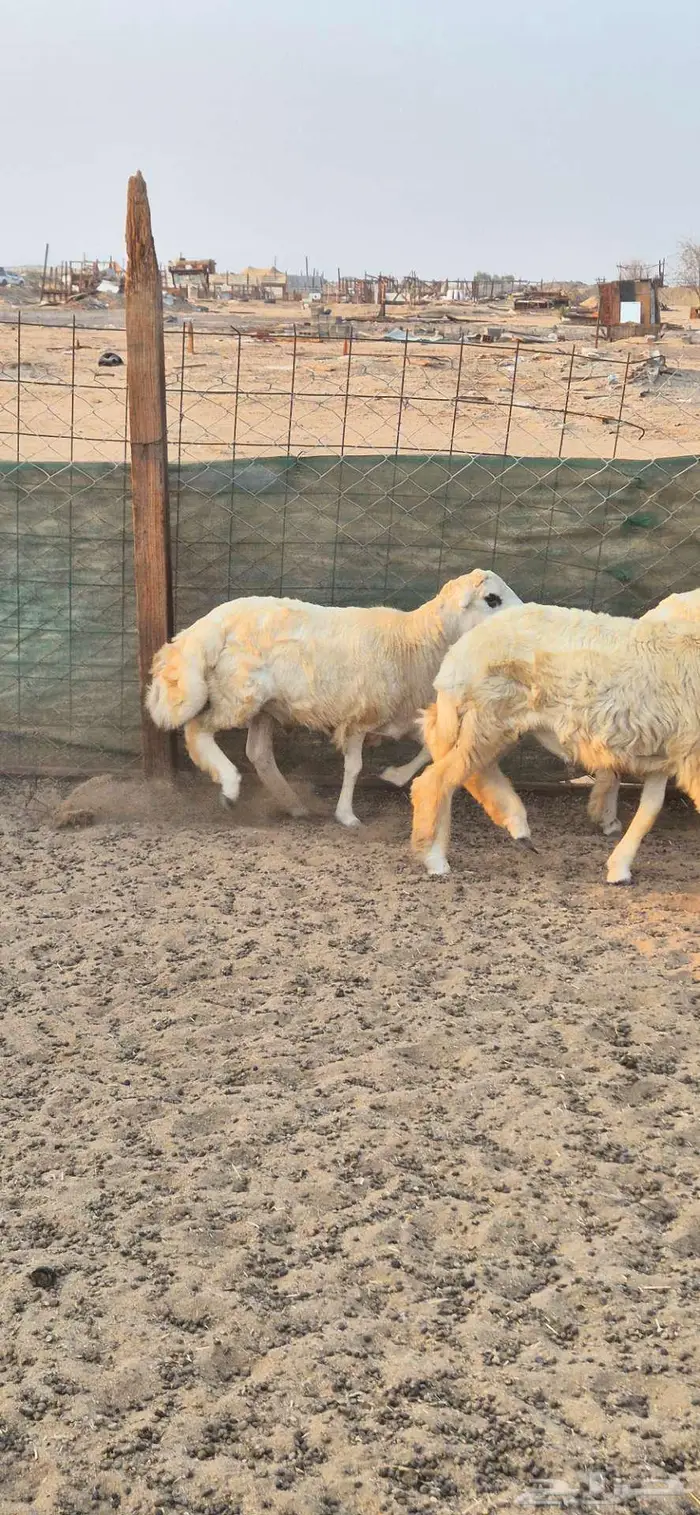 ذبايح للبيع 0