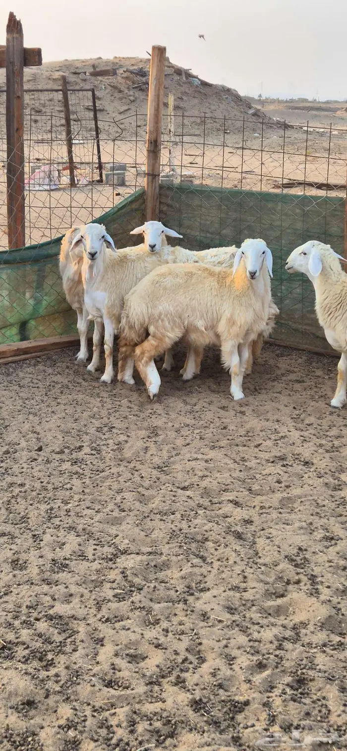 ذبايح للبيع 4