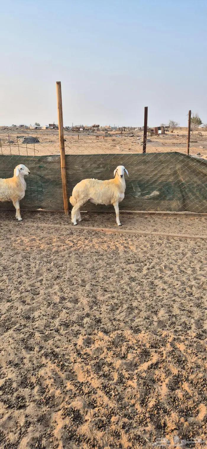 ذبايح للبيع 7