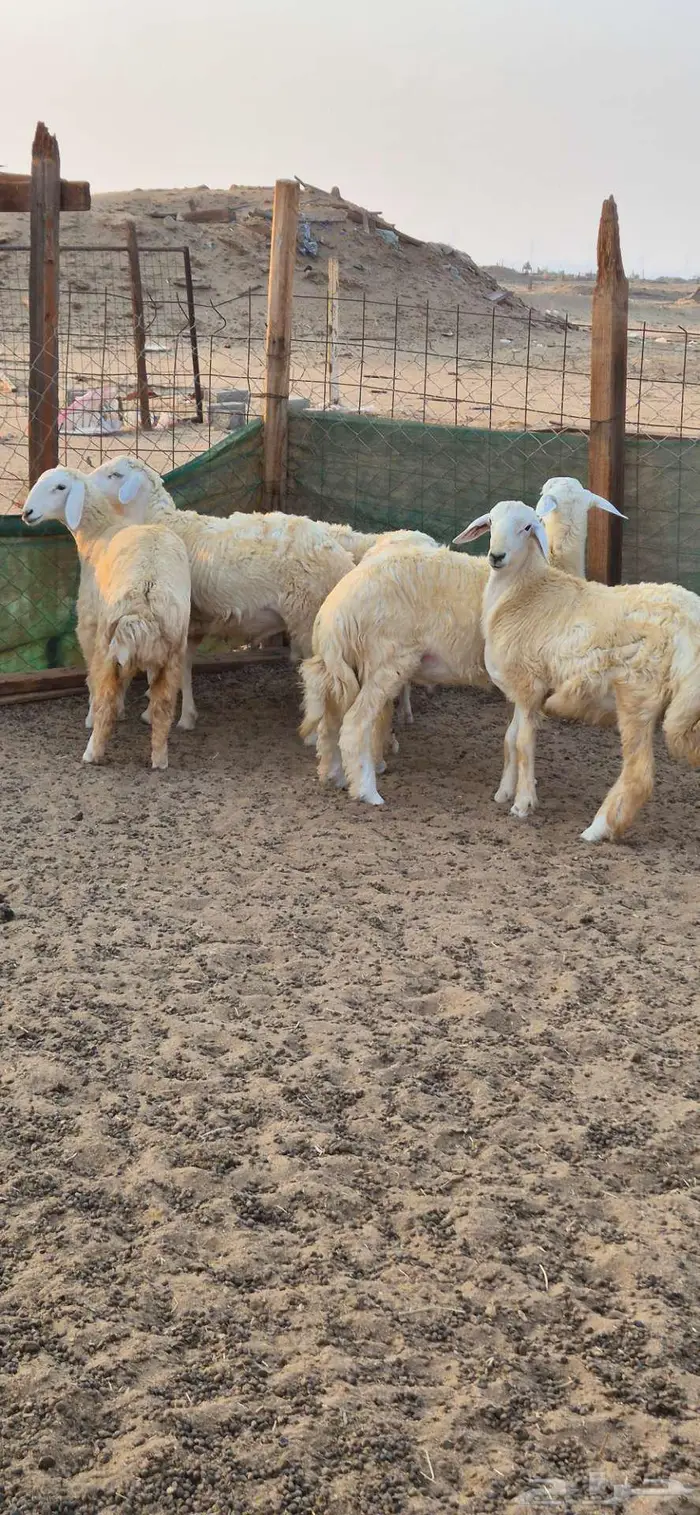 ذبايح للبيع 3