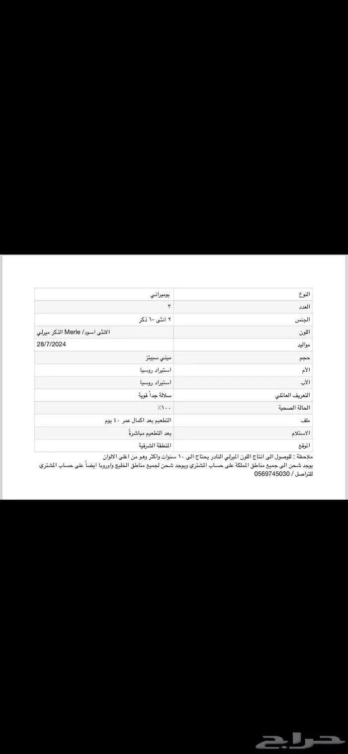 للبيع كلاب بومرينيان 0