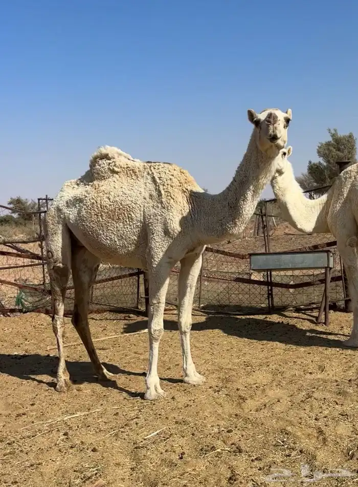 ضروبه طيبه 1